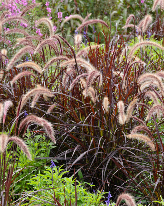 Pennisetum 'Rubrum'