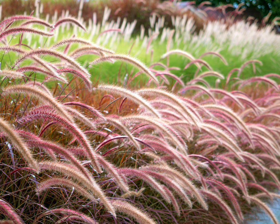 Pennisetum 'Rubrum'