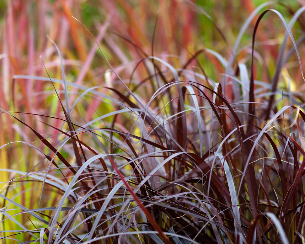 Pennisetum 'Rubrum'