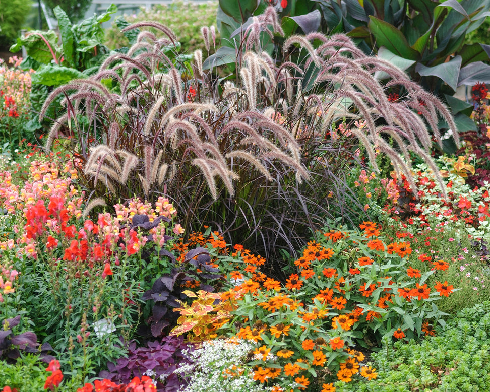 Pennisetum 'Rubrum'