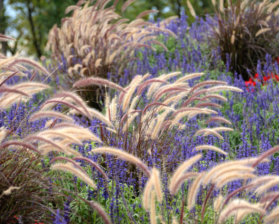 Pennisetum 'Rubrum'