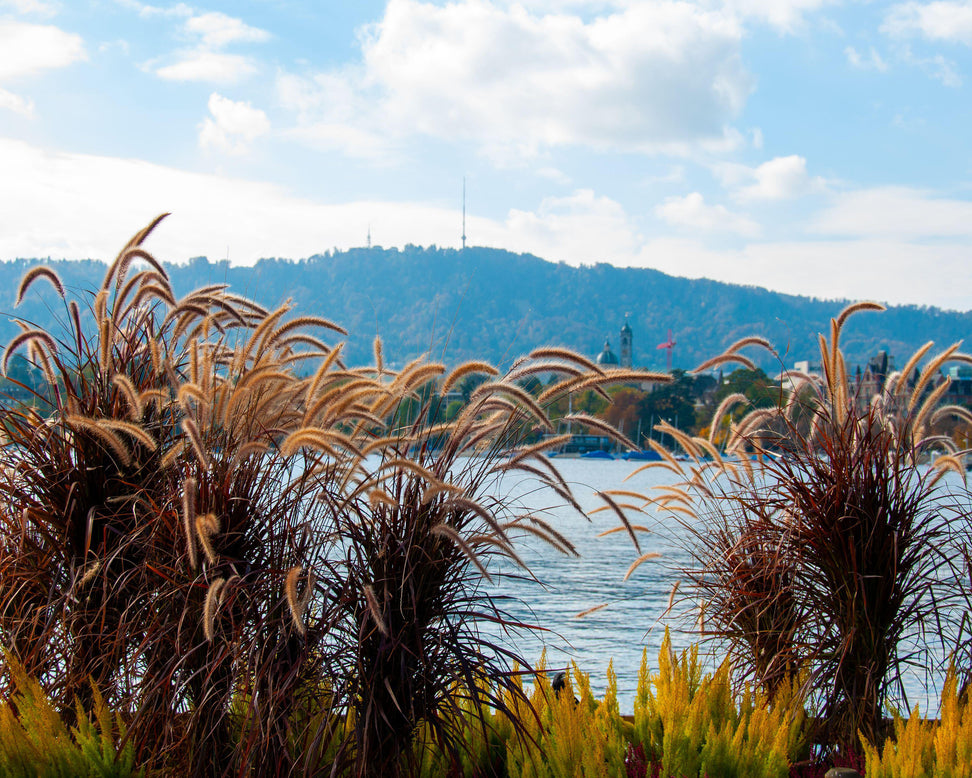 Pennisetum 'Rubrum'