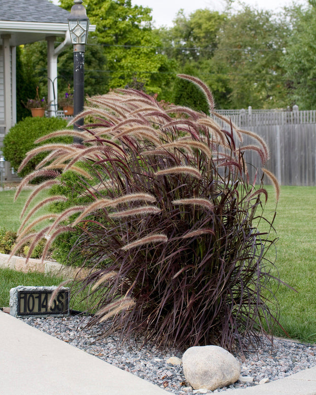 Pennisetum 'Rubrum'