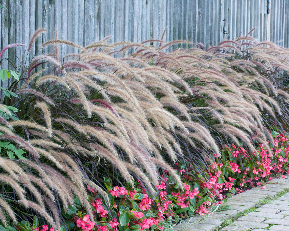 Pennisetum 'Rubrum'