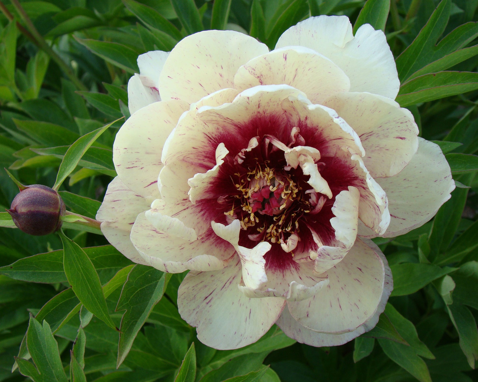 Paeonia 'All that Jazz' bare roots — Buy Itoh peonies online at Farmer ...