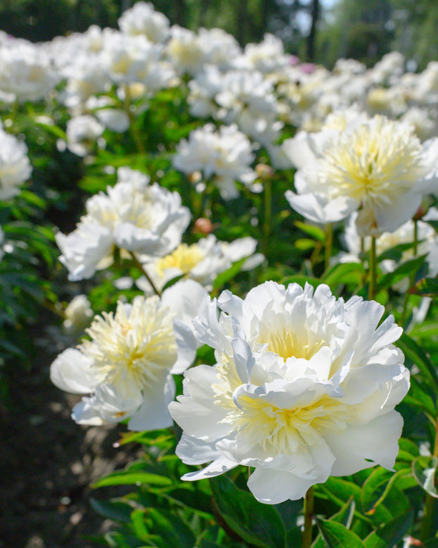 Paeonia 'Bridal Shower'