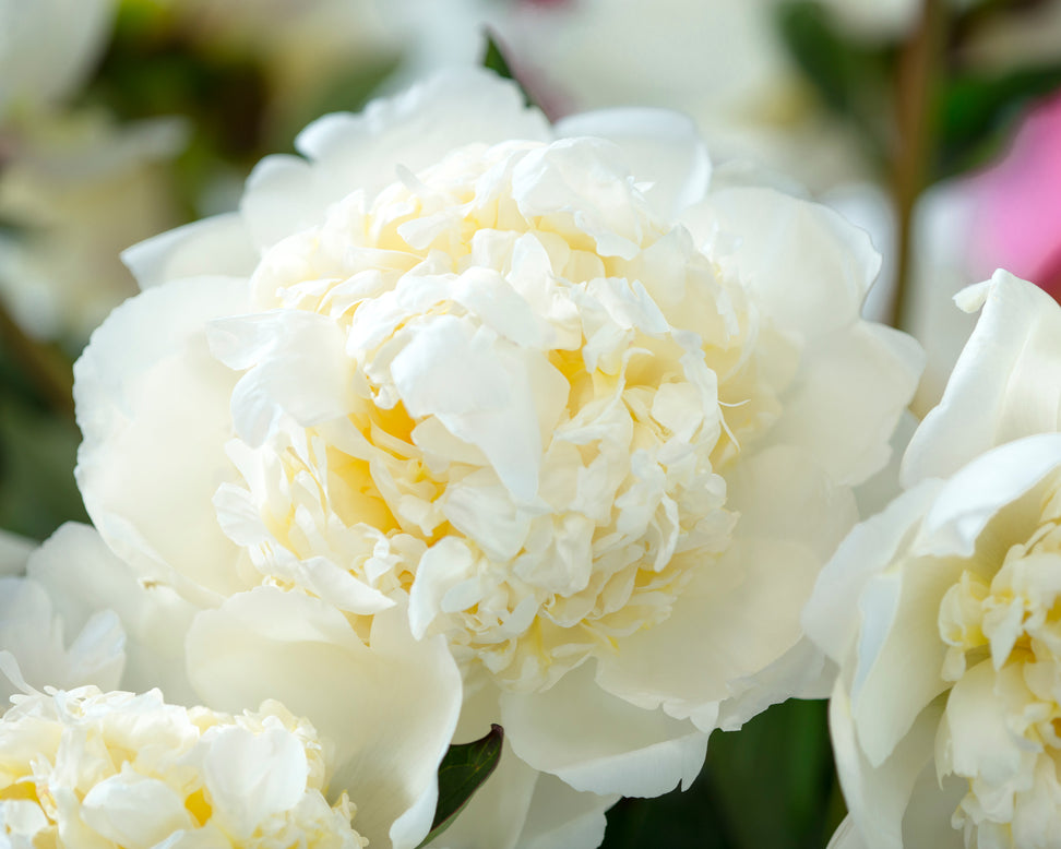 Paeonia 'Bridal Shower'