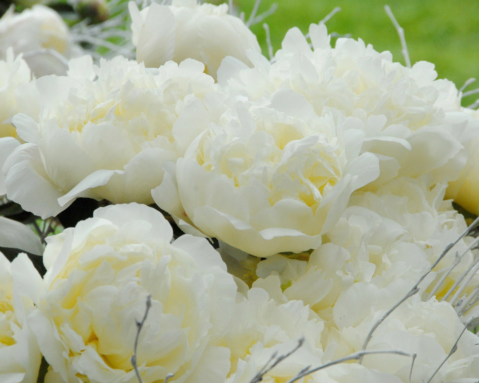 Paeonia 'Bridal Shower'