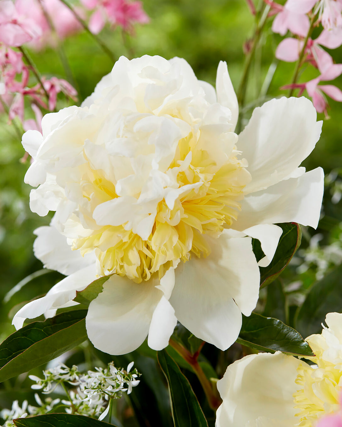 Paeonia lactiflora 'Bridal Shower' bare roots — Buy white peonies ...