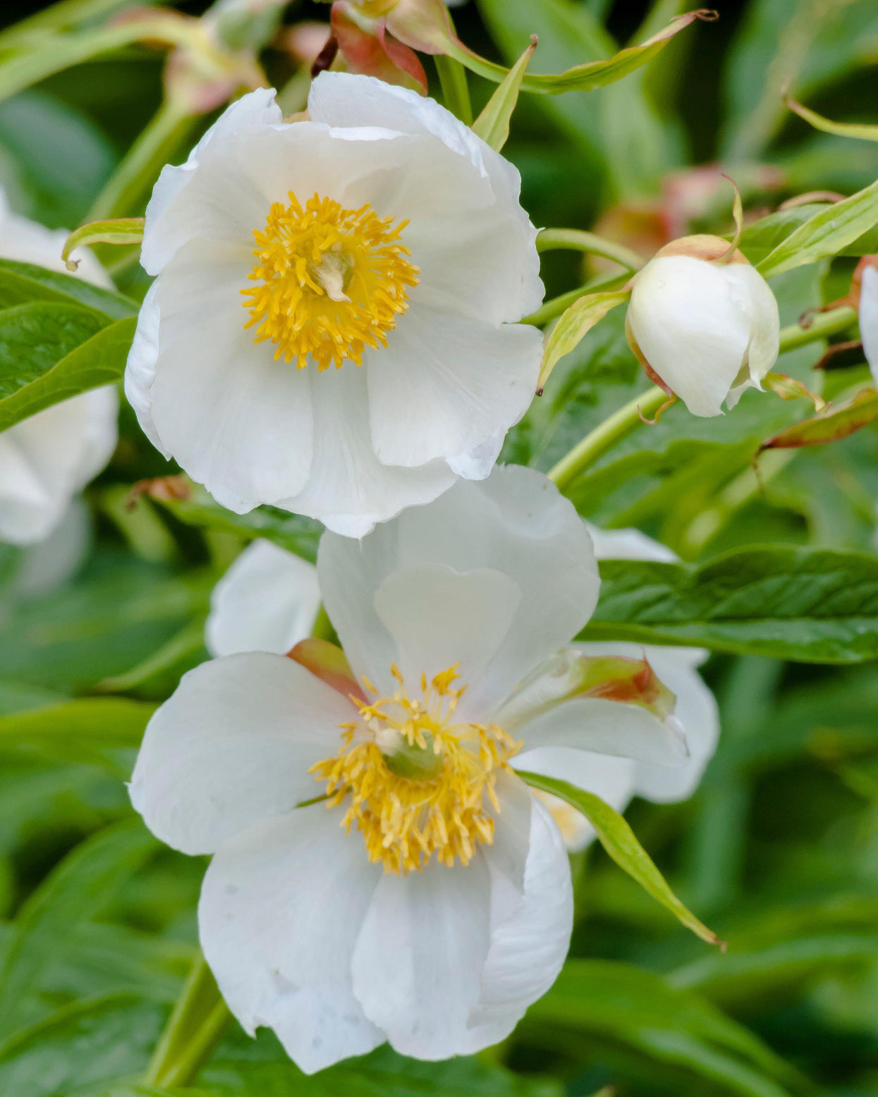 Paeonia emodi (Himalayan peony) bare roots — Buy online at Farmer Gracy UK