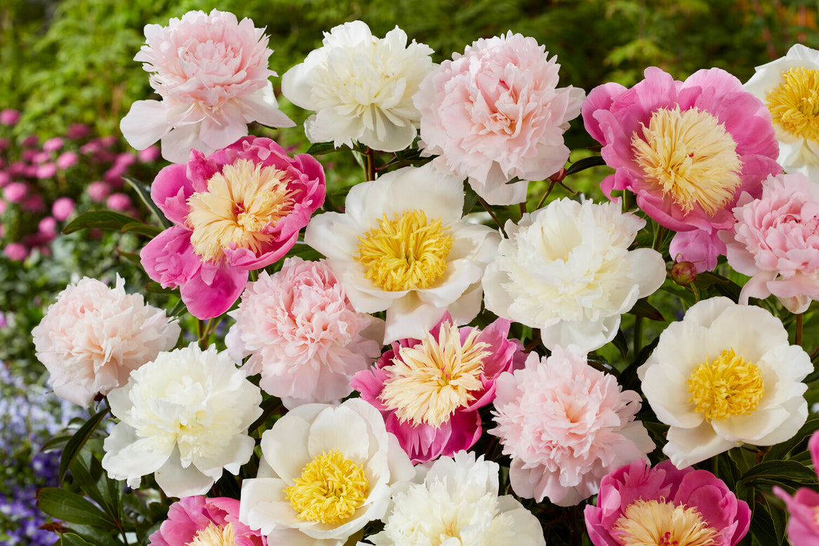 Peony collection 'Petal Parade'