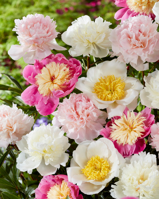 Peony collection 'Petal Parade'