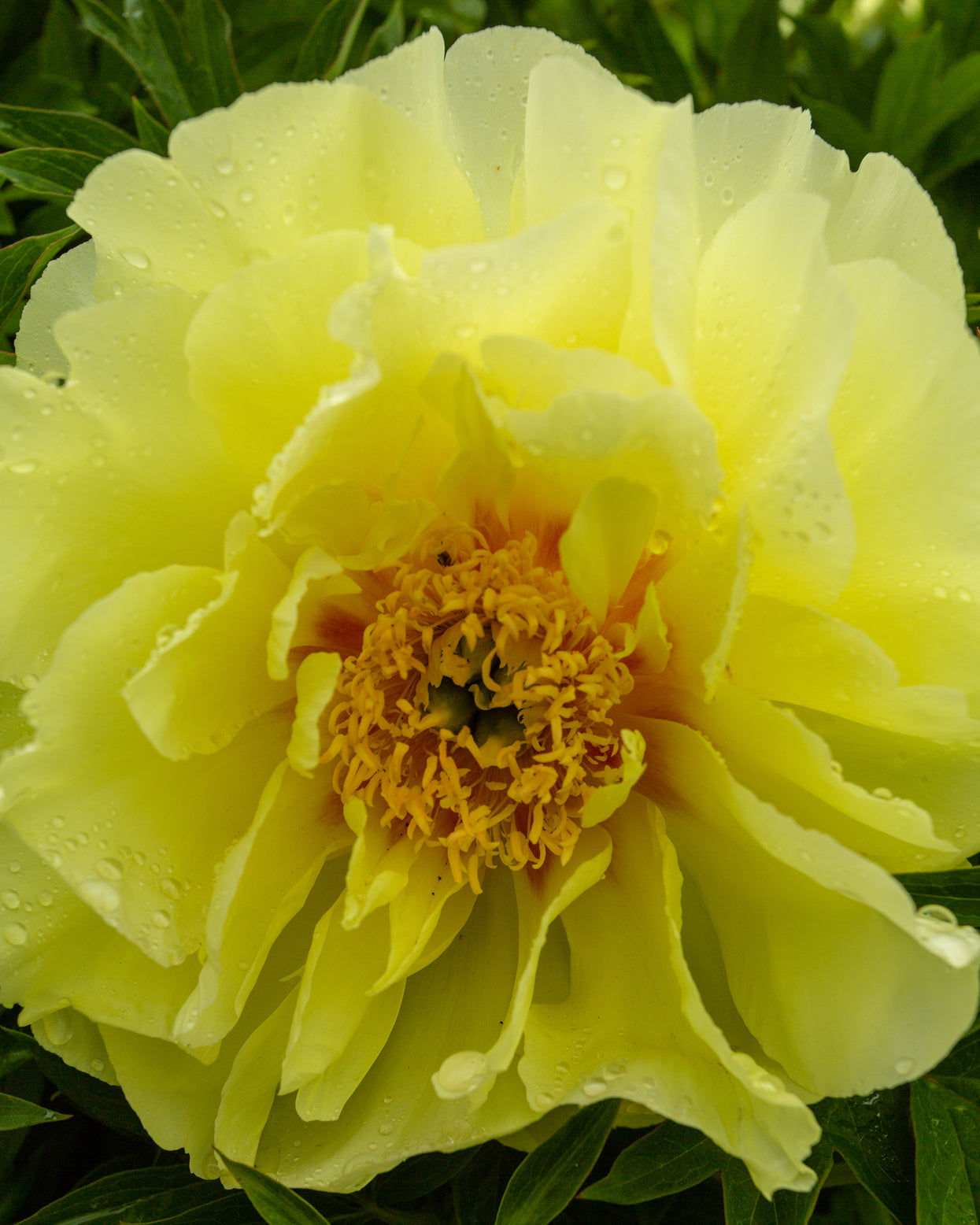 Paeonia 'Sonoma Halo' bare roots — Buy yellow itoh peonies online at ...