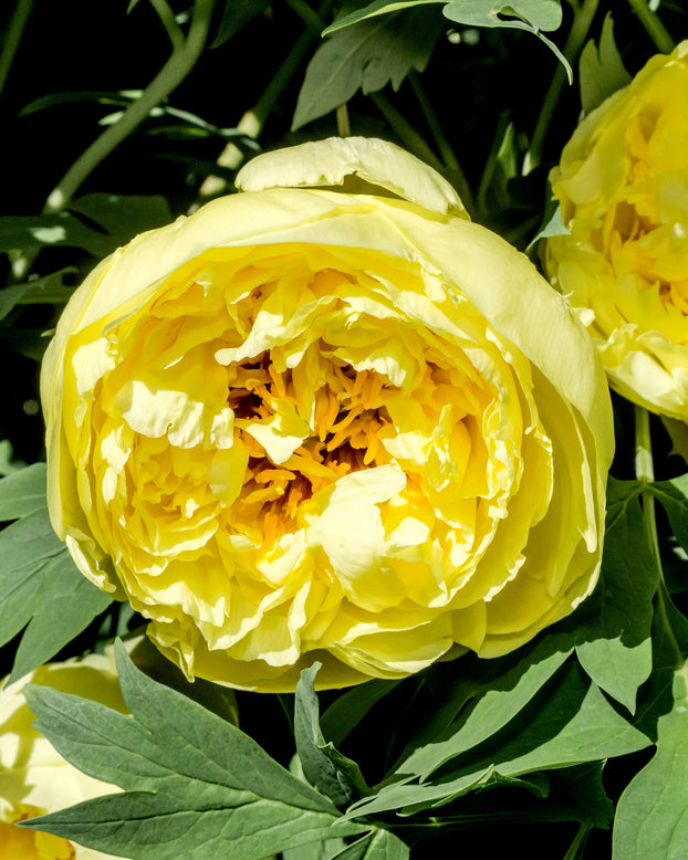 Paeonia 'Yellow Crown XXL'