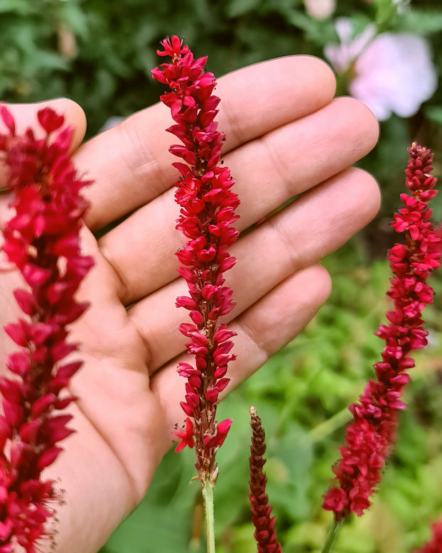 Persicaria 'Bloody Mary'