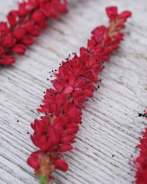 Persicaria 'Bloody Mary'