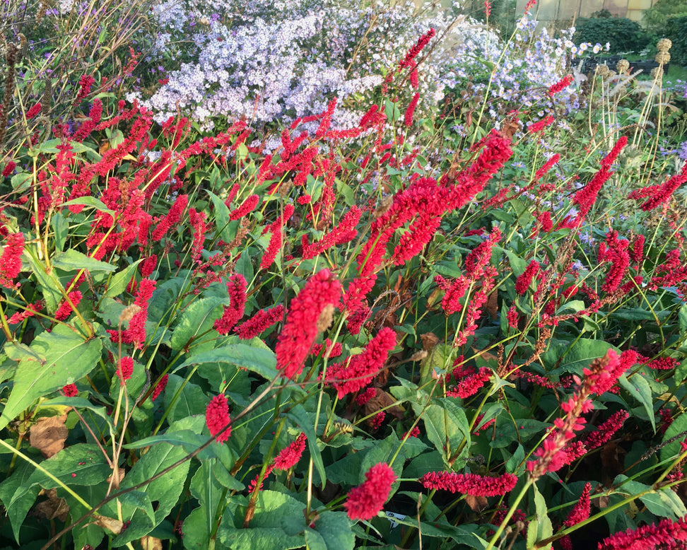 Persicaria 'Bloody Mary'