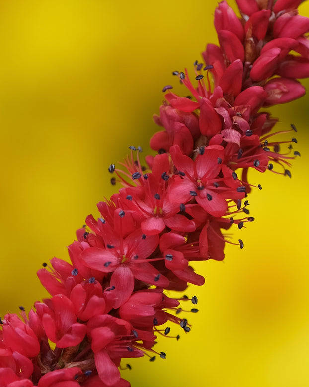 Persicaria 'Bloody Mary'