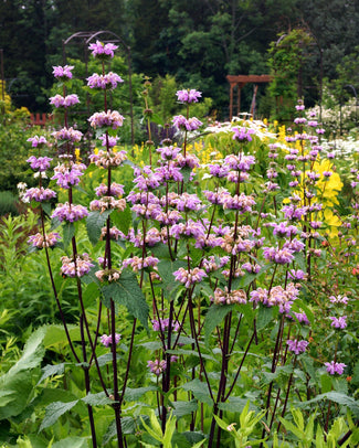 Phlomis bare roots