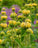 Phlomis