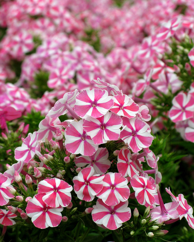 Phlox 'Bambini Candy Crush'