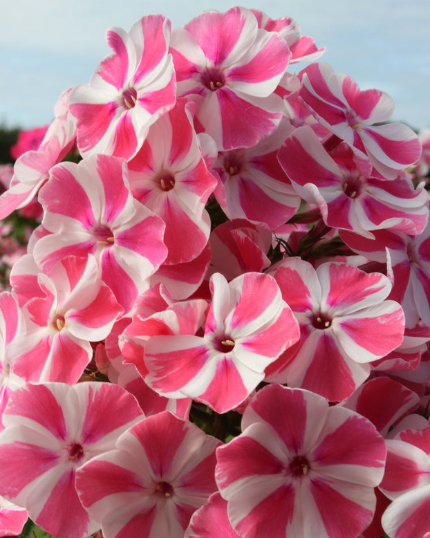 Phlox 'Bambini Candy Crush'