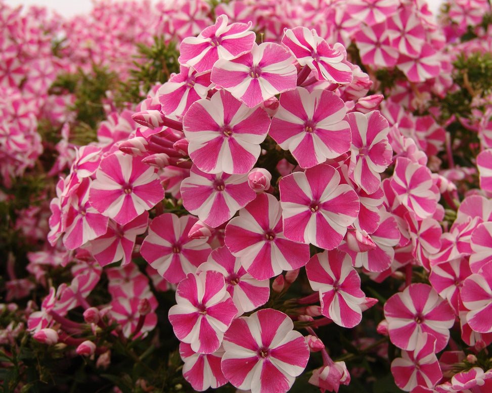 Phlox 'Bambini Candy Crush'