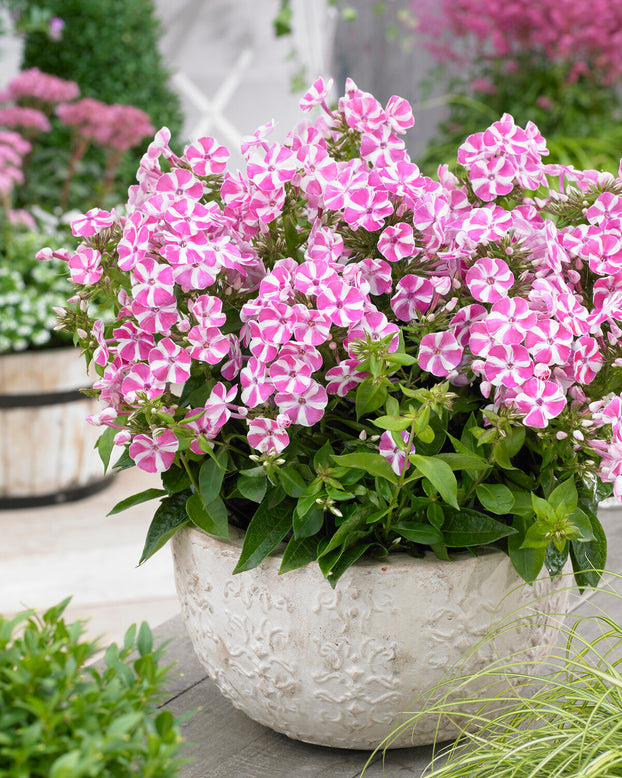 Phlox 'Bambini Candy Crush'