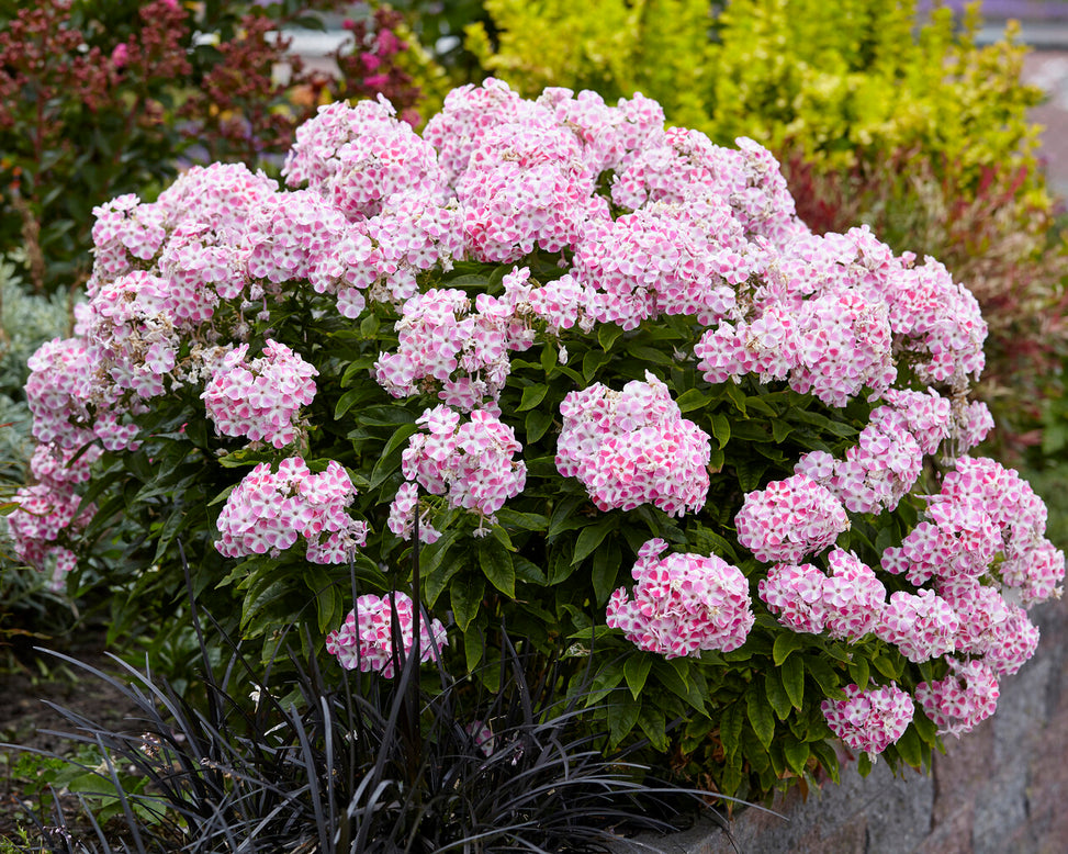 Phlox 'Bambini Candy Crush'