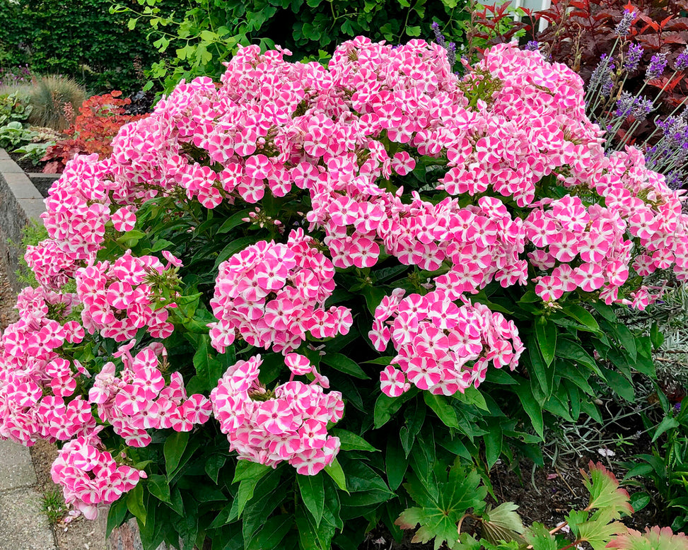 Phlox 'Bambini Candy Crush'