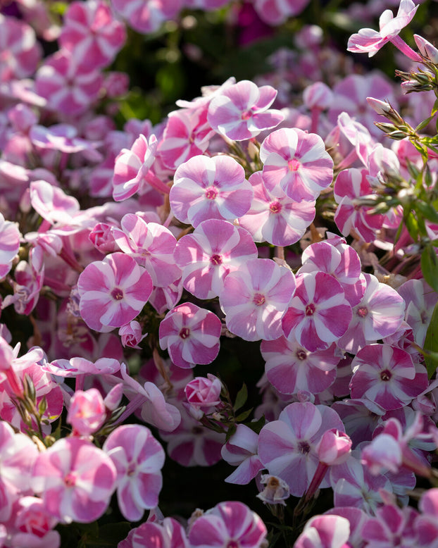 Phlox 'Bambini Candy Crush'