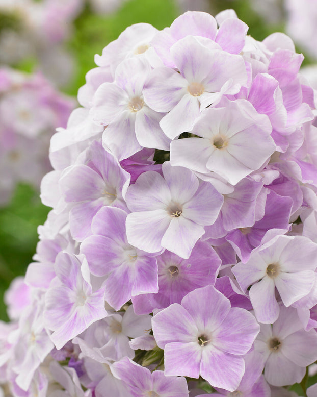 Phlox 'Cool Water'