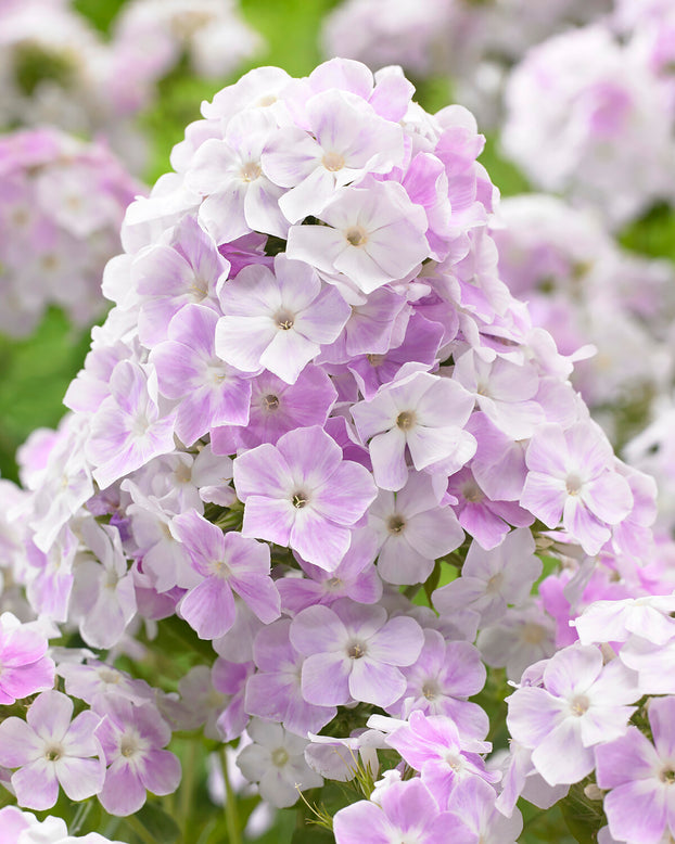 Phlox 'Cool Water'