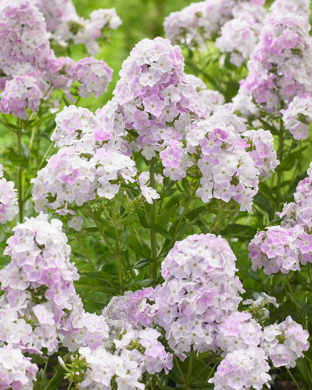 Phlox 'Cool Water'