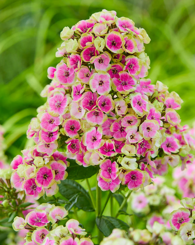 Phlox 'Orchid Yellow'