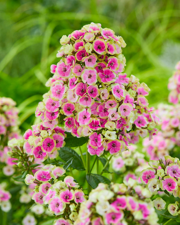 Phlox 'Orchid Yellow'