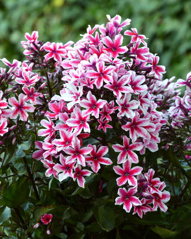 Phlox 'Palmyra'