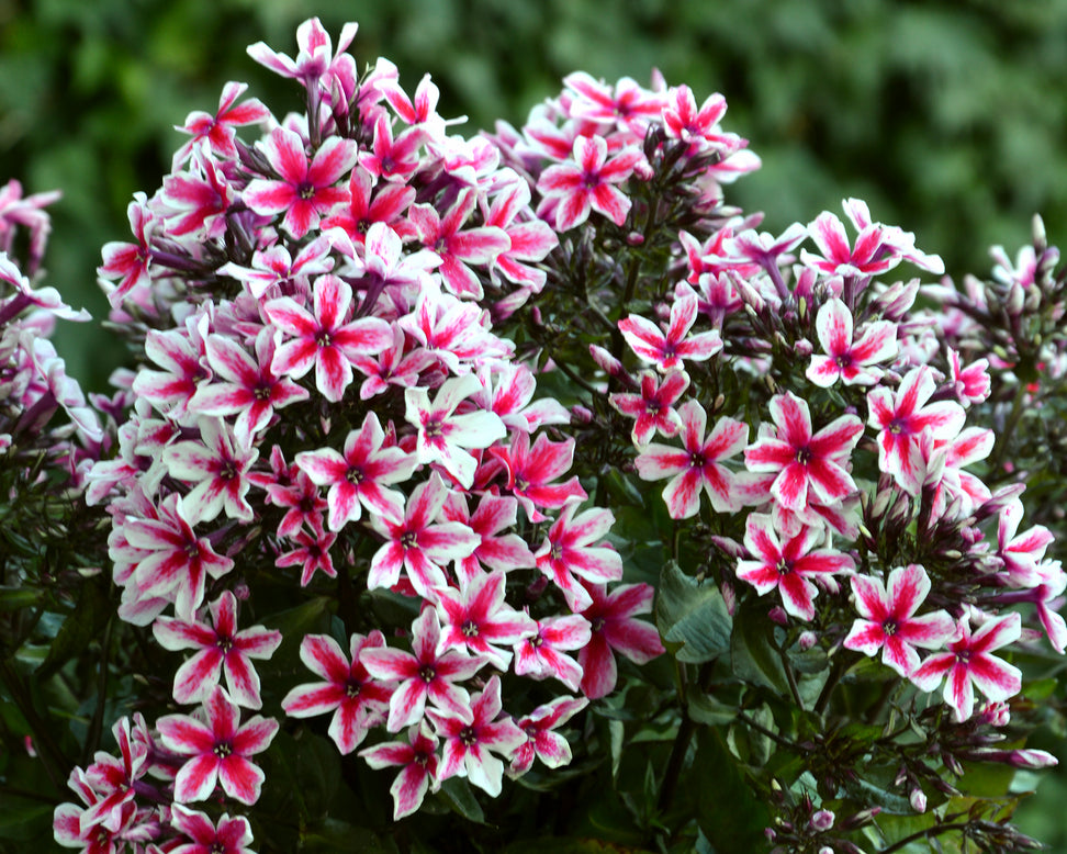 Phlox 'Palmyra'