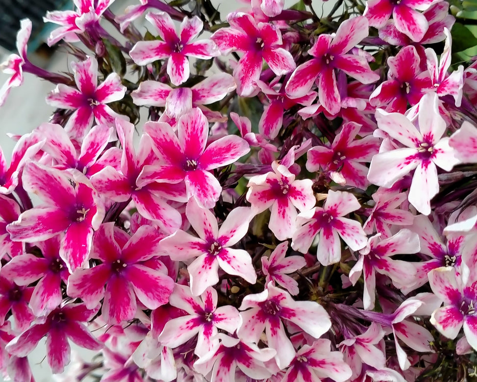 Phlox 'Palmyra'