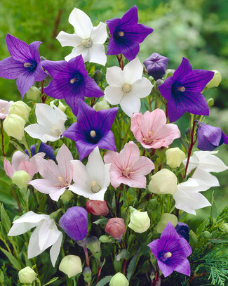 Platycodon bare roots (balloon flower)