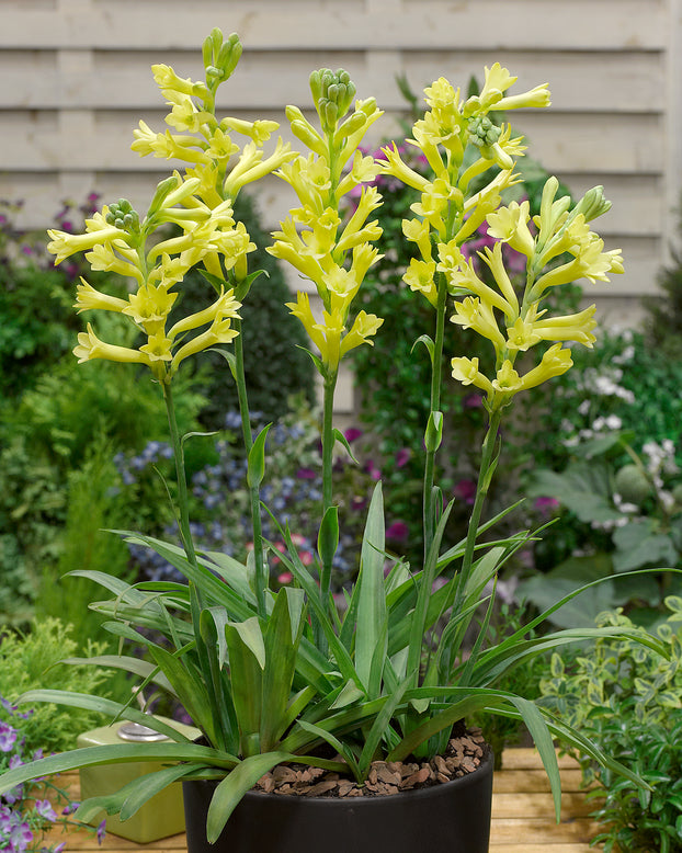 Polianthes 'Super Gold'