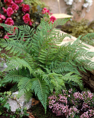 Polystichum bare roots