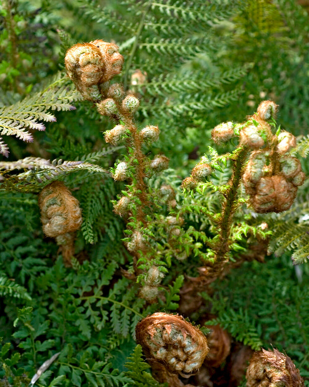 Polystichum 'Plumosum'