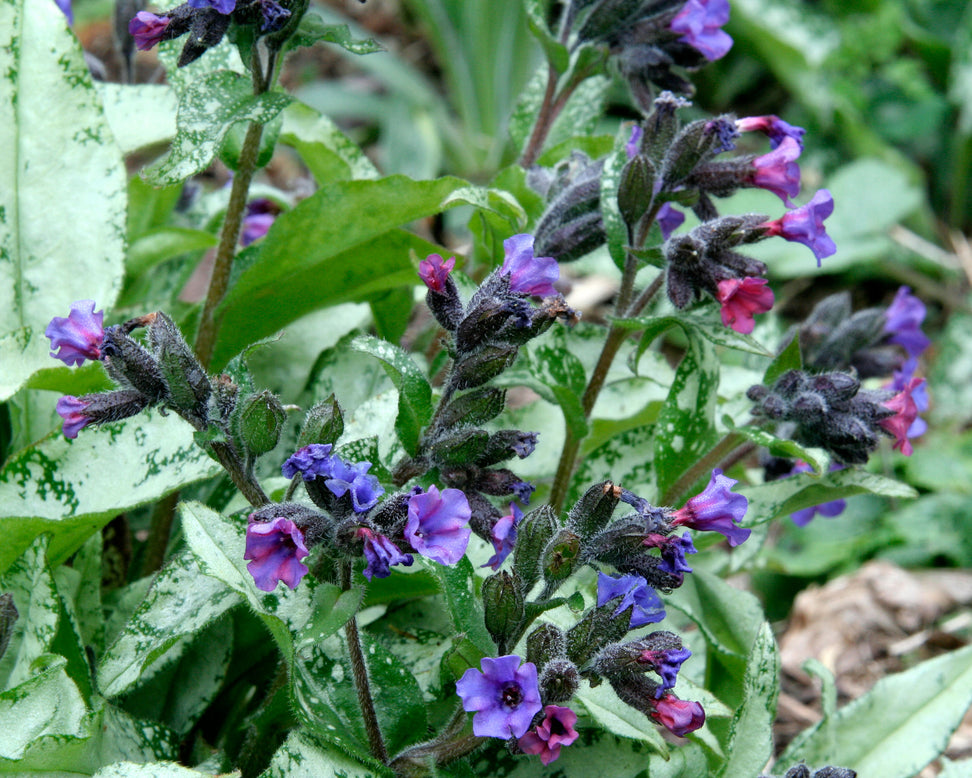 Pulmonaria 'Diana Clare'