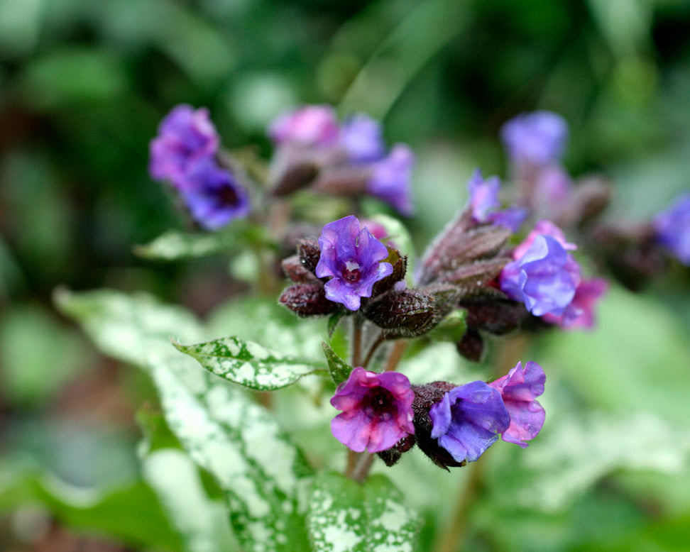 Pulmonaria 'Diana Clare'