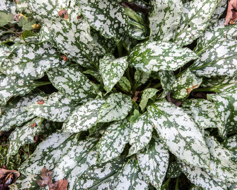 Pulmonaria 'Diana Clare'