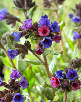 Pulmonaria bare roots