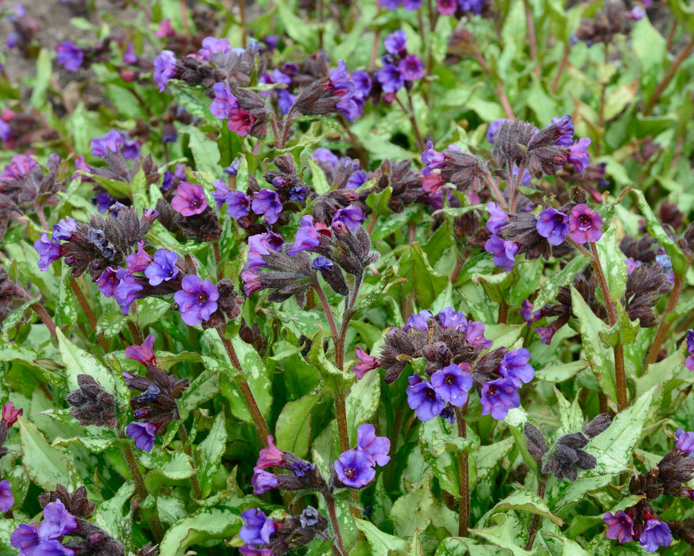 Pulmonaria 'Diana Clare'