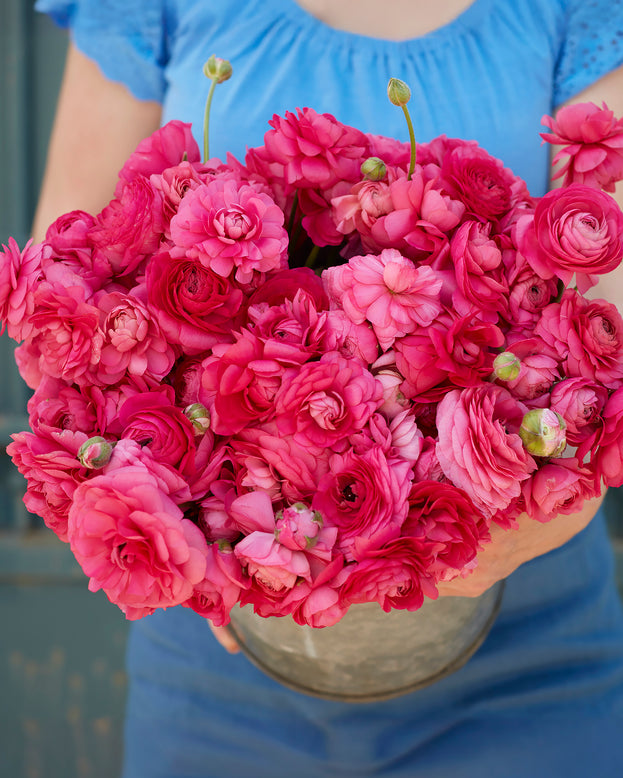 Ranunculus 'Amandine Bonbon'