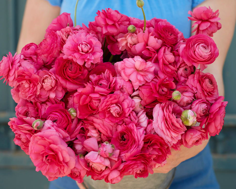 Ranunculus 'Amandine Bonbon'